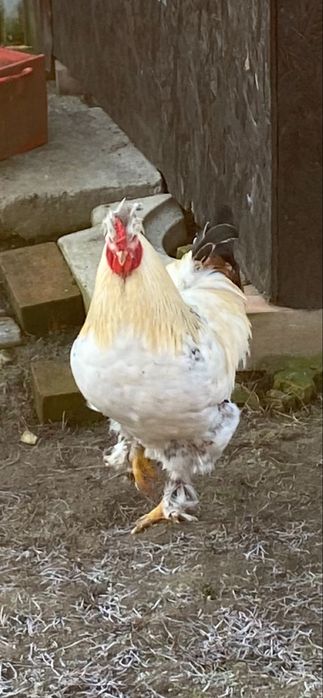 Vand Cocos Motat Incaltat