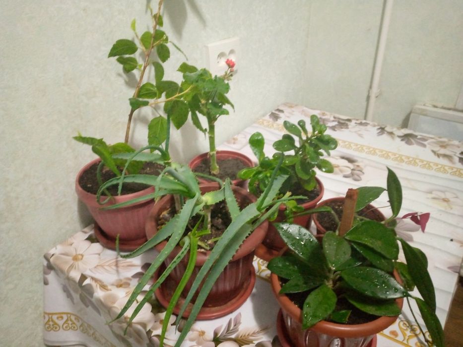 Продаются комнатные растения