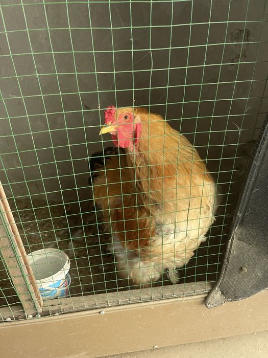 brama palvi va svetli xurozlari sotladi