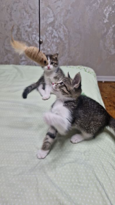 Отдам котят в ответчтвенные руки