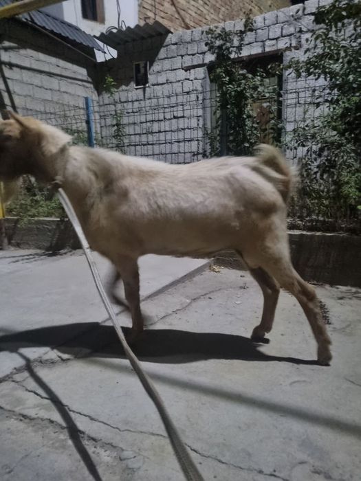 Taka  zotdor echki arendaga