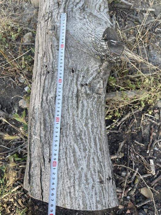 Орех-дърво на трупи