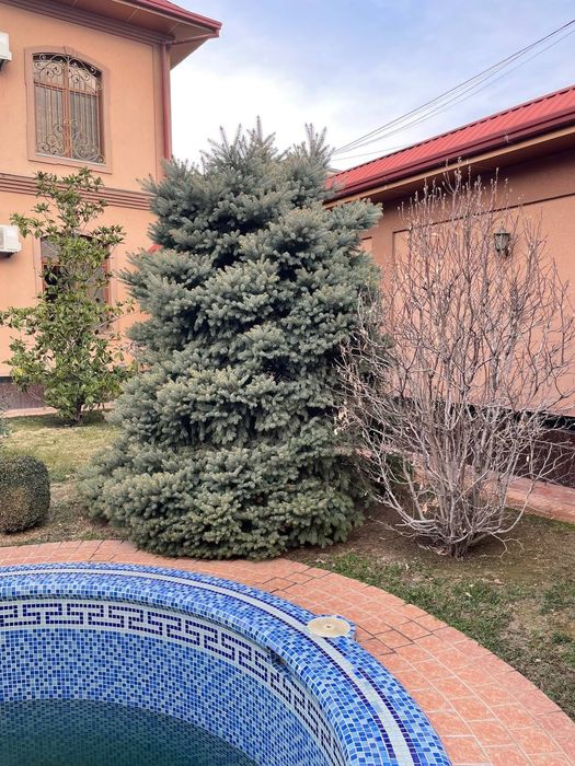 Арчалар сотилади