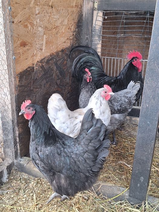 Australorp ouă pentru incubat