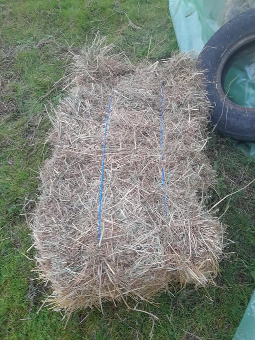 Balotat de fan 2025 calitate