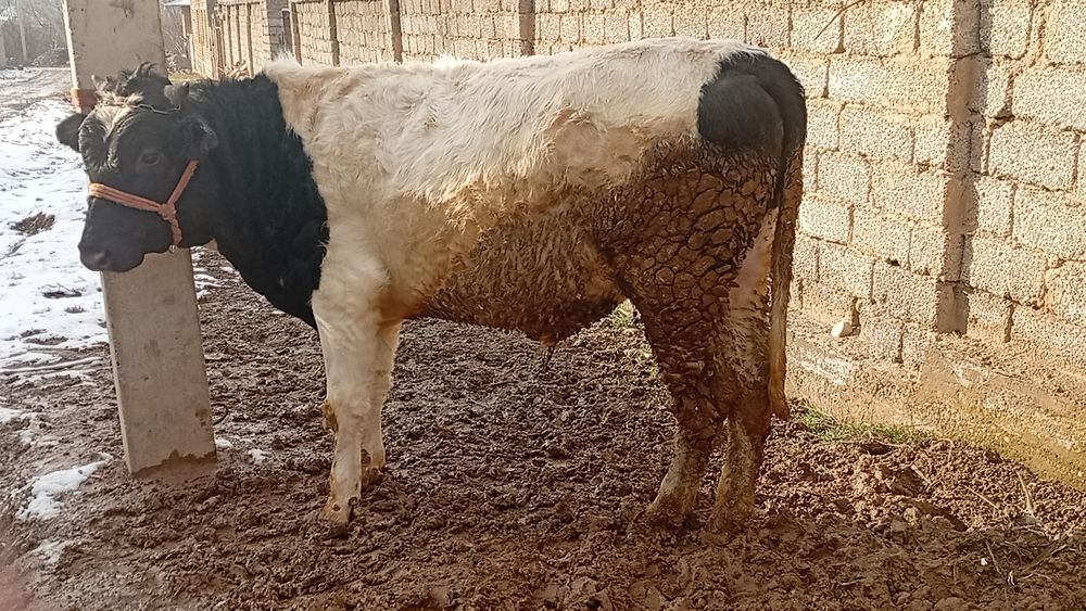 Boqma buqacha sotiladi sogʻlom uyda boqilvotgan