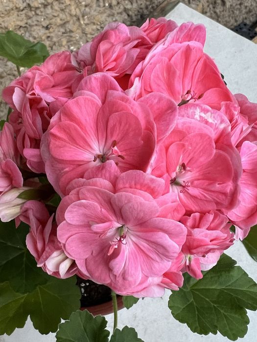 Вкоренени резници от сортови мушката.