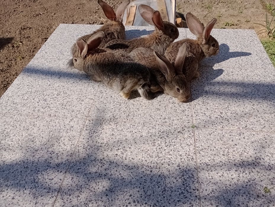 Iepurași de vânzare