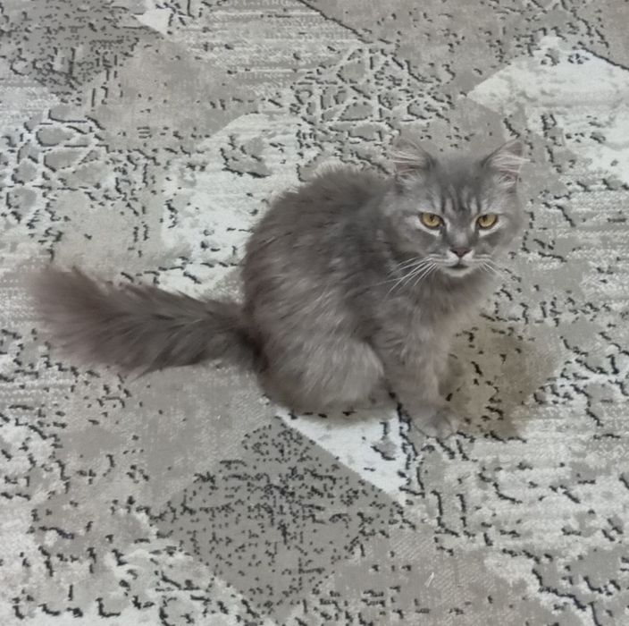 Британский длиношерстый кот