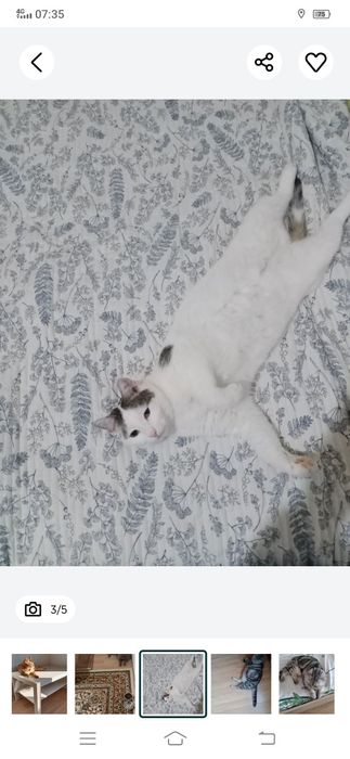 Передержка домашних животных