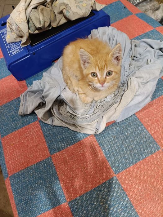 Котята в добрые руки.