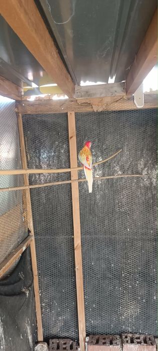 Продавам папагали