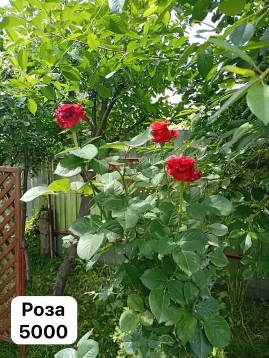 Растения и цветы