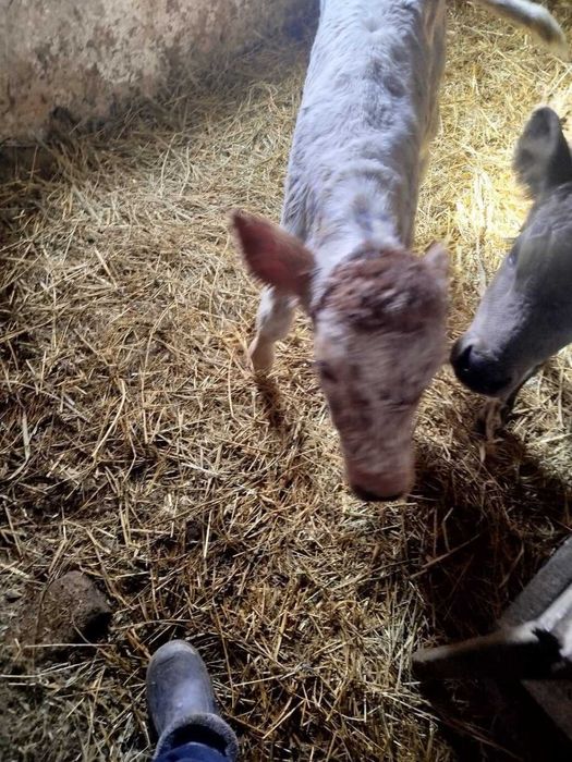 Отдам телёнка беспалтно