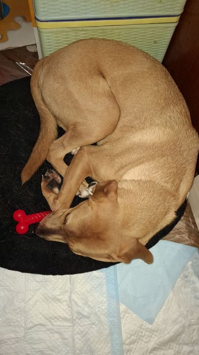 Подарявам куче добро