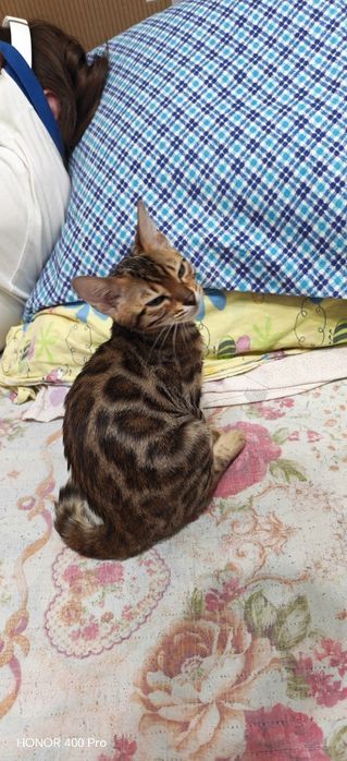 Бенгальские котята