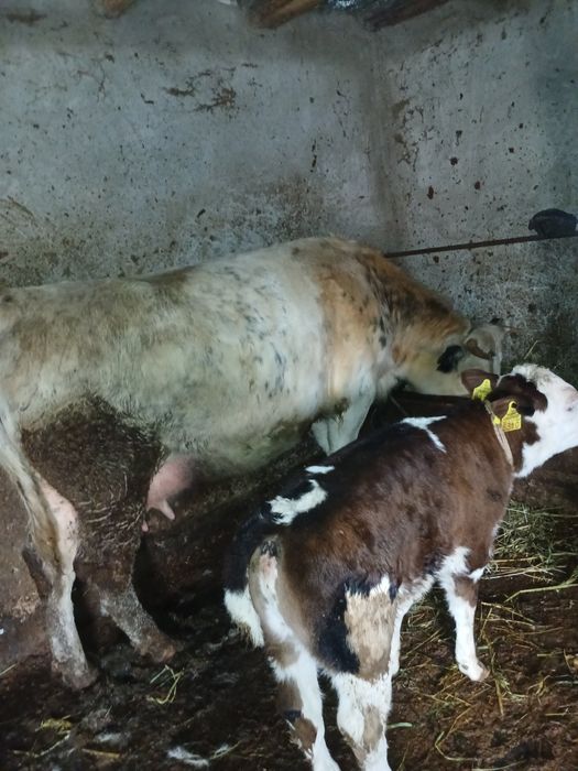 De vânzare vacă cu vițel