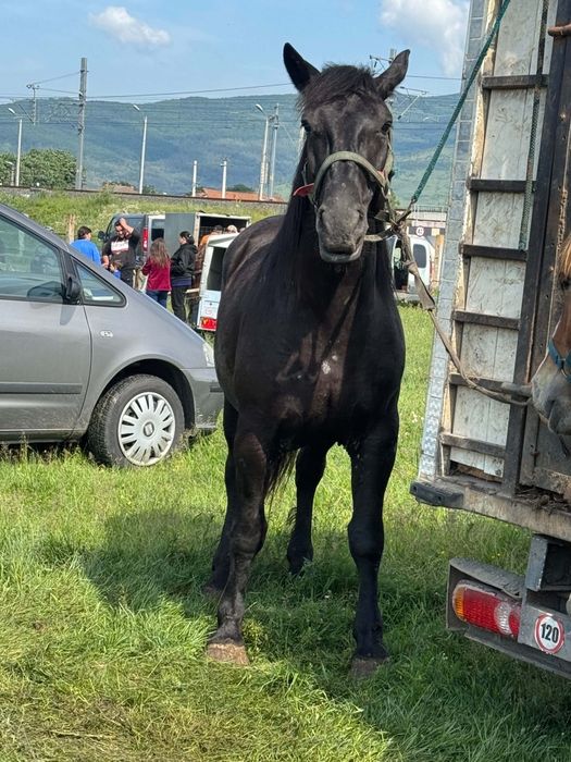 Vând iapa neagră de 5 ani