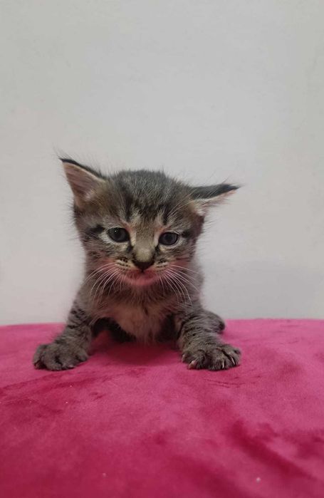 Котят от кошки крысолова в добрые руки