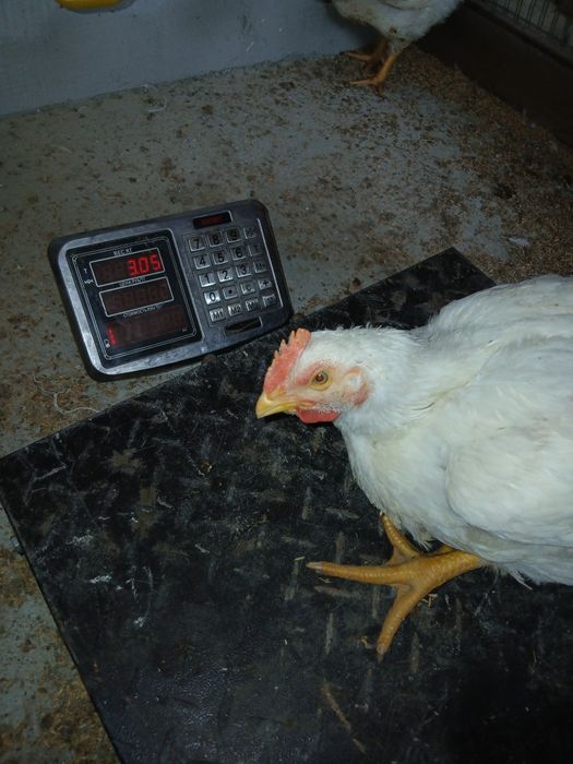 Бройлерные куры.