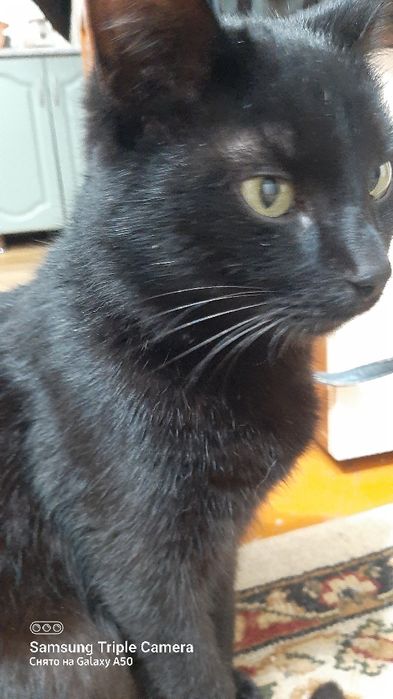 Отдам в хорошие руки  кота