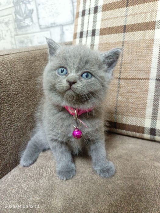 Продаются котята