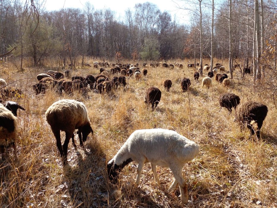 Кой, Токты, Баран, Овцы