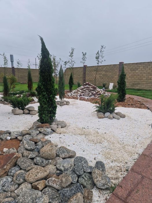 Плодовые культурные изгородь яблоня