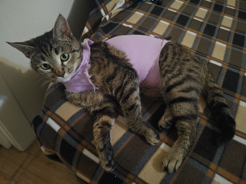 Бесплатно отдам кошку