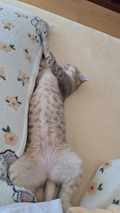 Dau spre adopție cățeluș si 2 pisicuțe