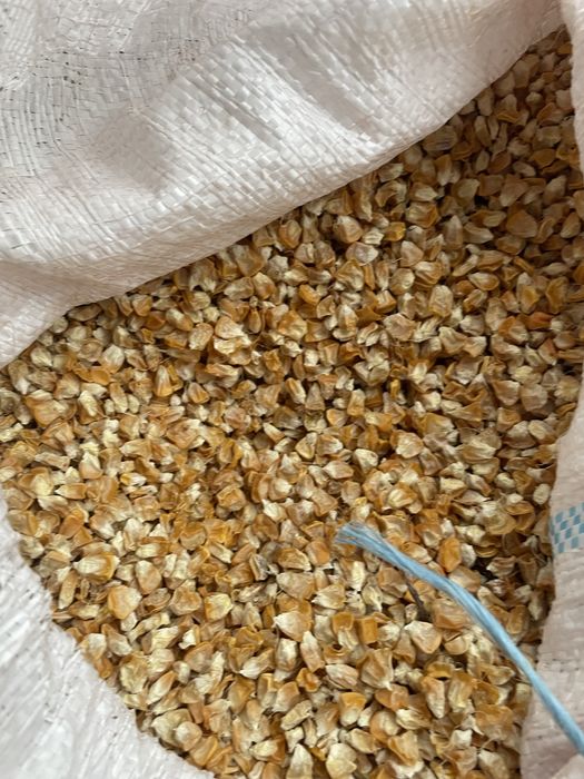 Seminte Porumb Zahara Dessert R78