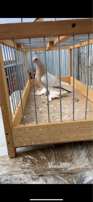 Голуби, тасманка двух чубая