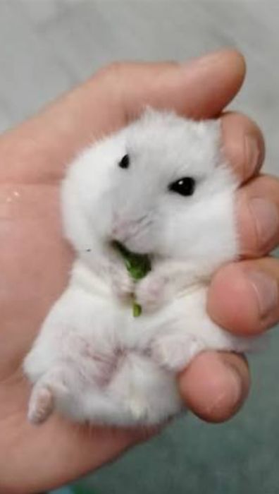 Vând hamsteri pitici