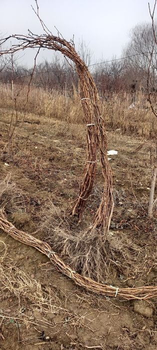 3 yillik uzum kochat