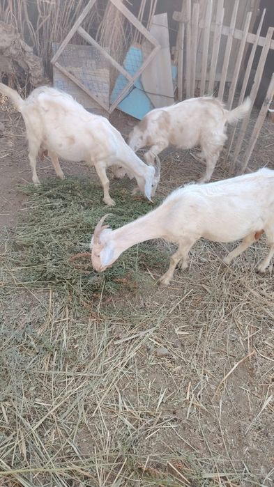 Сауын ешки .лактарымен