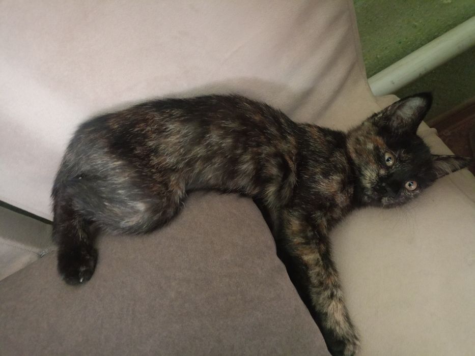 Котенок и в подарок миску