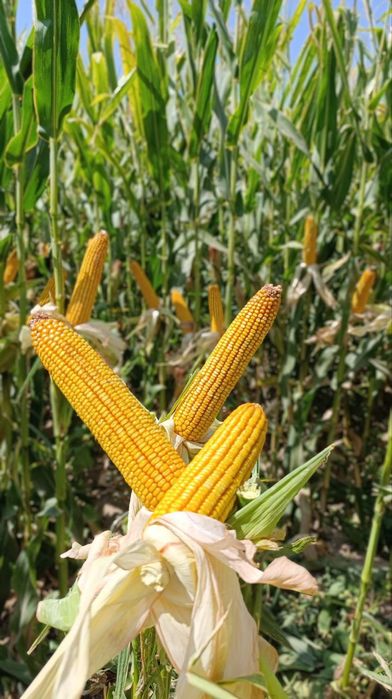 Маккажухори уруғлари (Семена кукуруза) ФИТО