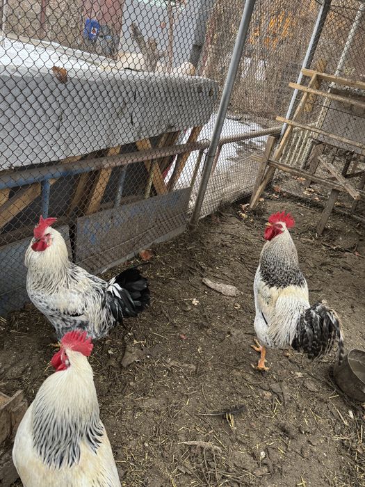 Продаем 3 молодых петухов