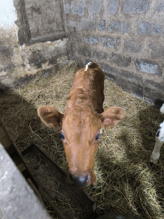 Продам телят бычки телята