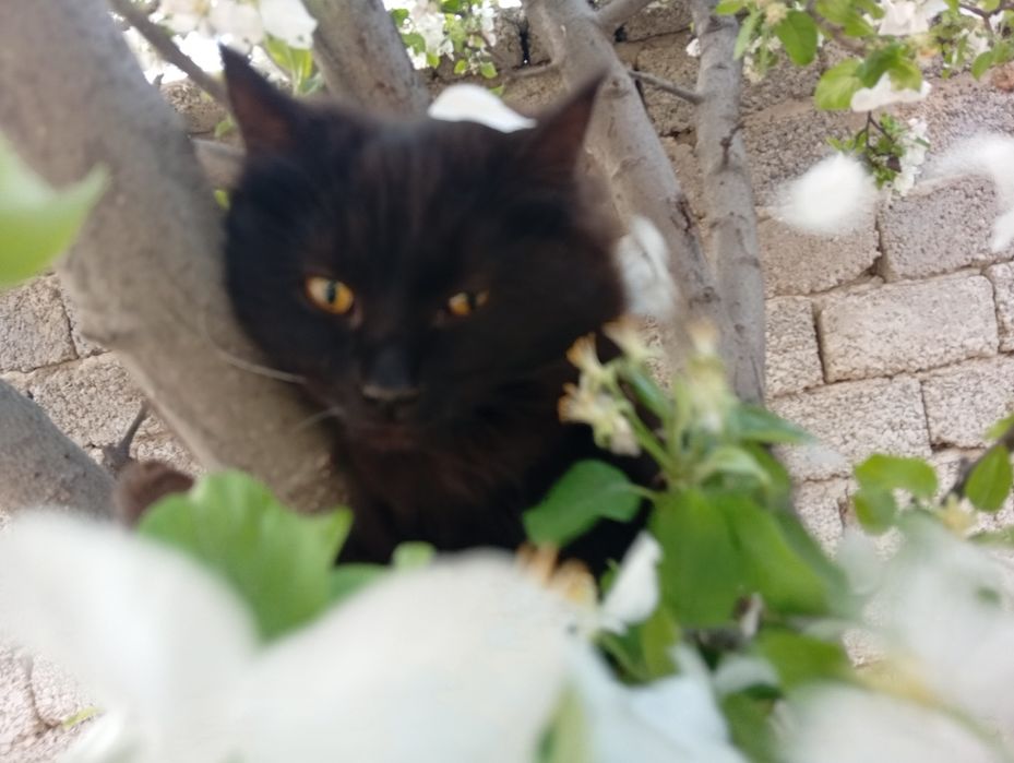 Отдам Кошки  три сестрички