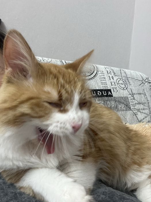 Отдам котиков в хорошие руки