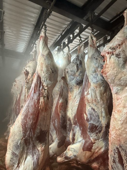 Мясо Говядины ОПТОМ ТУШАМИ.