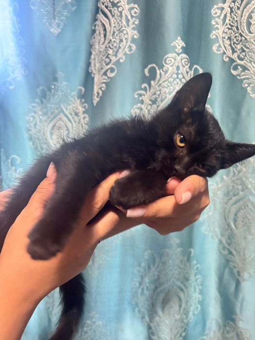 Котенок в хорошие руки