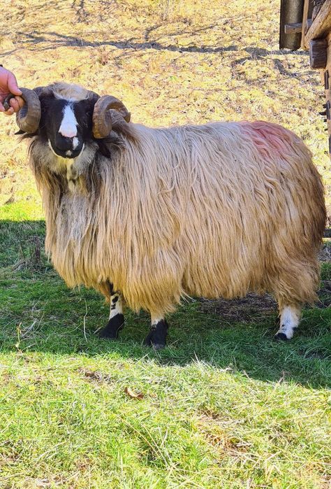 Berbec strămior de vânzare