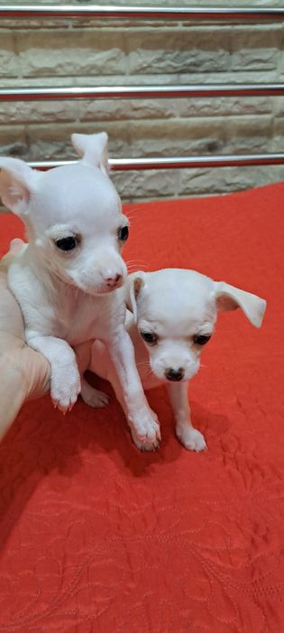 Щенки  чихуахуа   *