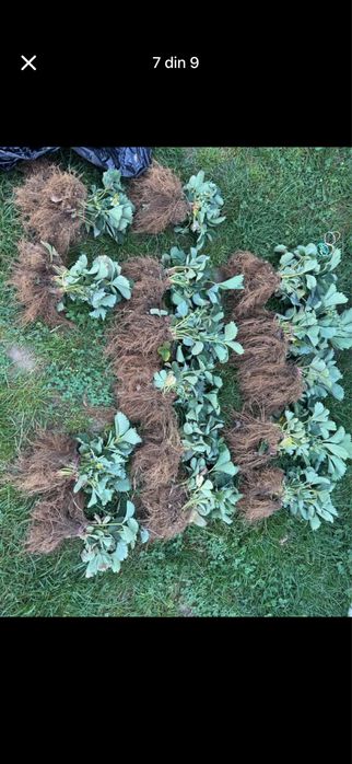 Stoloni capsuni Elsanta