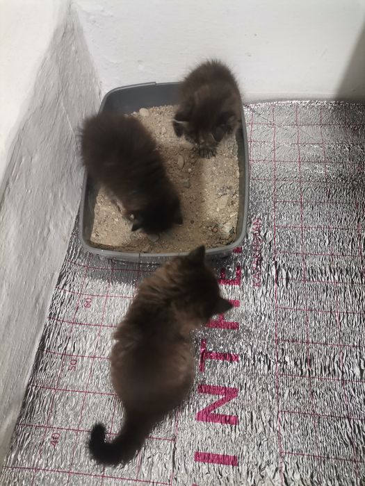 отдам котенков в хорошие руки