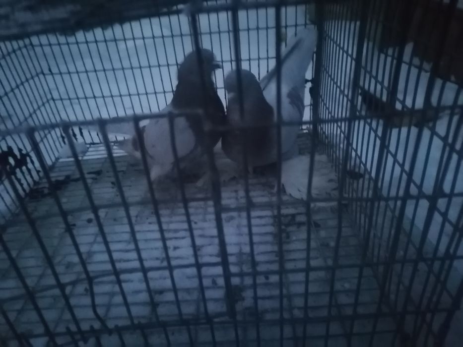 Продам голубей хорошее