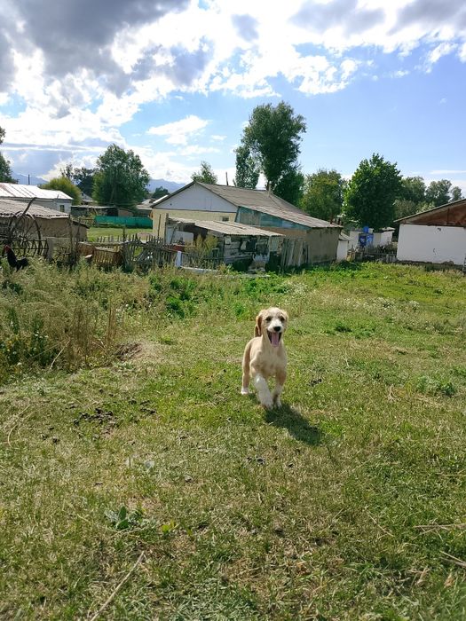 Күшіктер сатылады