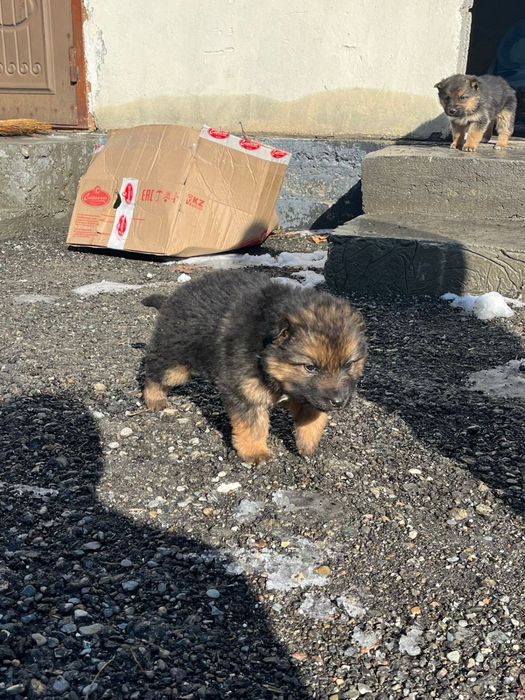 Немецски овчарка